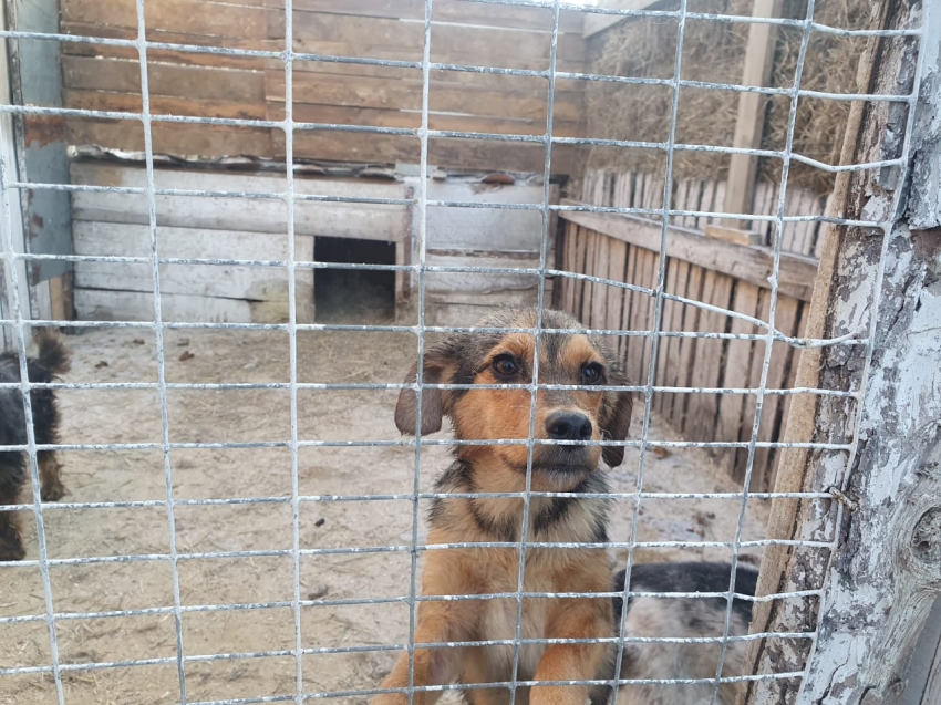 ​Питомник для животных в колонии №3 в Чите расширится – больше бродячих собак будут спасены